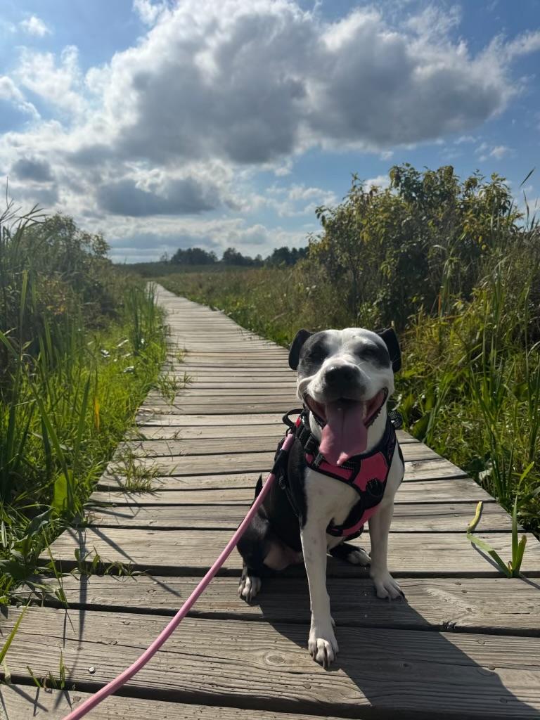 Enlarge Fig, a Adoptable mixed breed in Yonkers, NY image 1/6