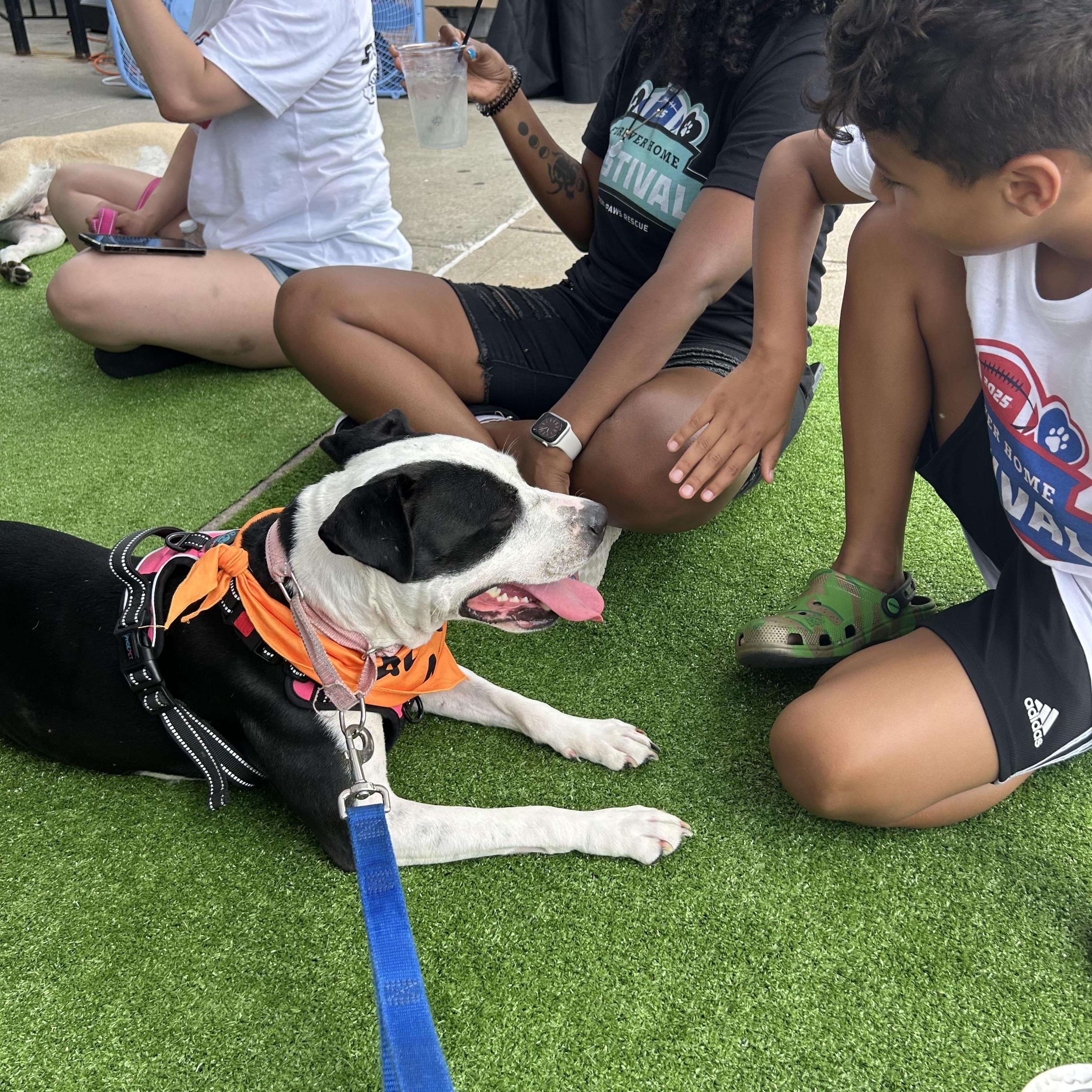 Enlarge Fig, a Adoptable mixed breed in Yonkers, NY image 6/6