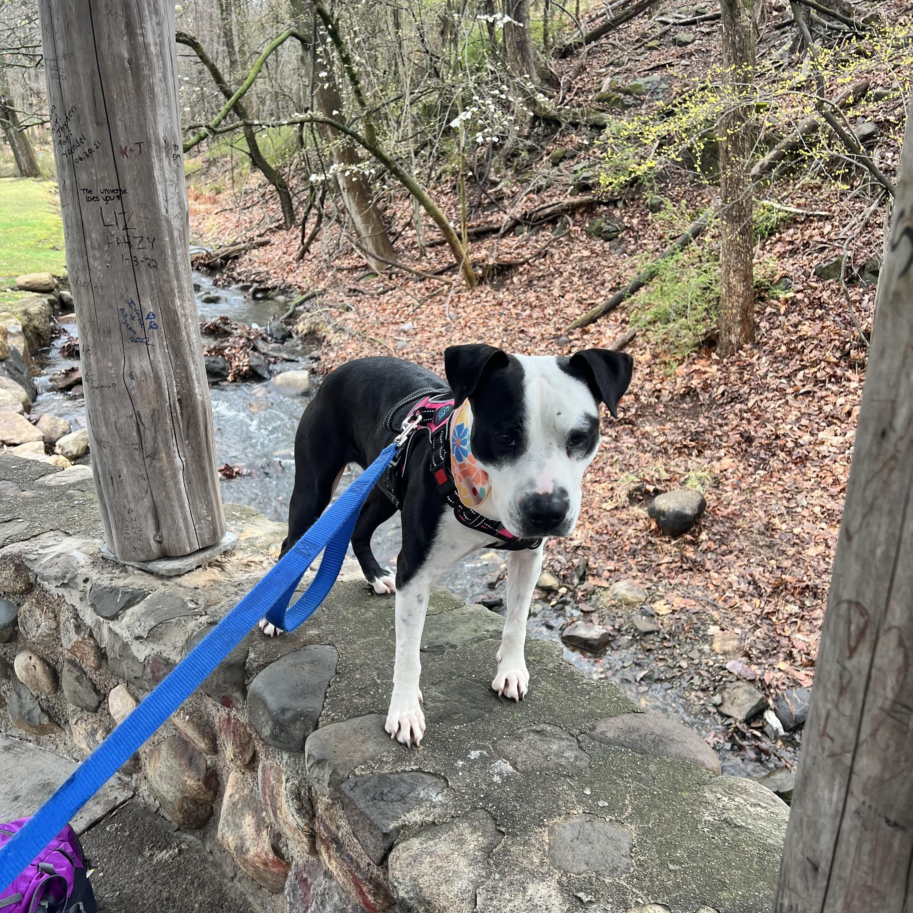 Fig, a Adoptable mixed breed in Yonkers, NY image 4/6