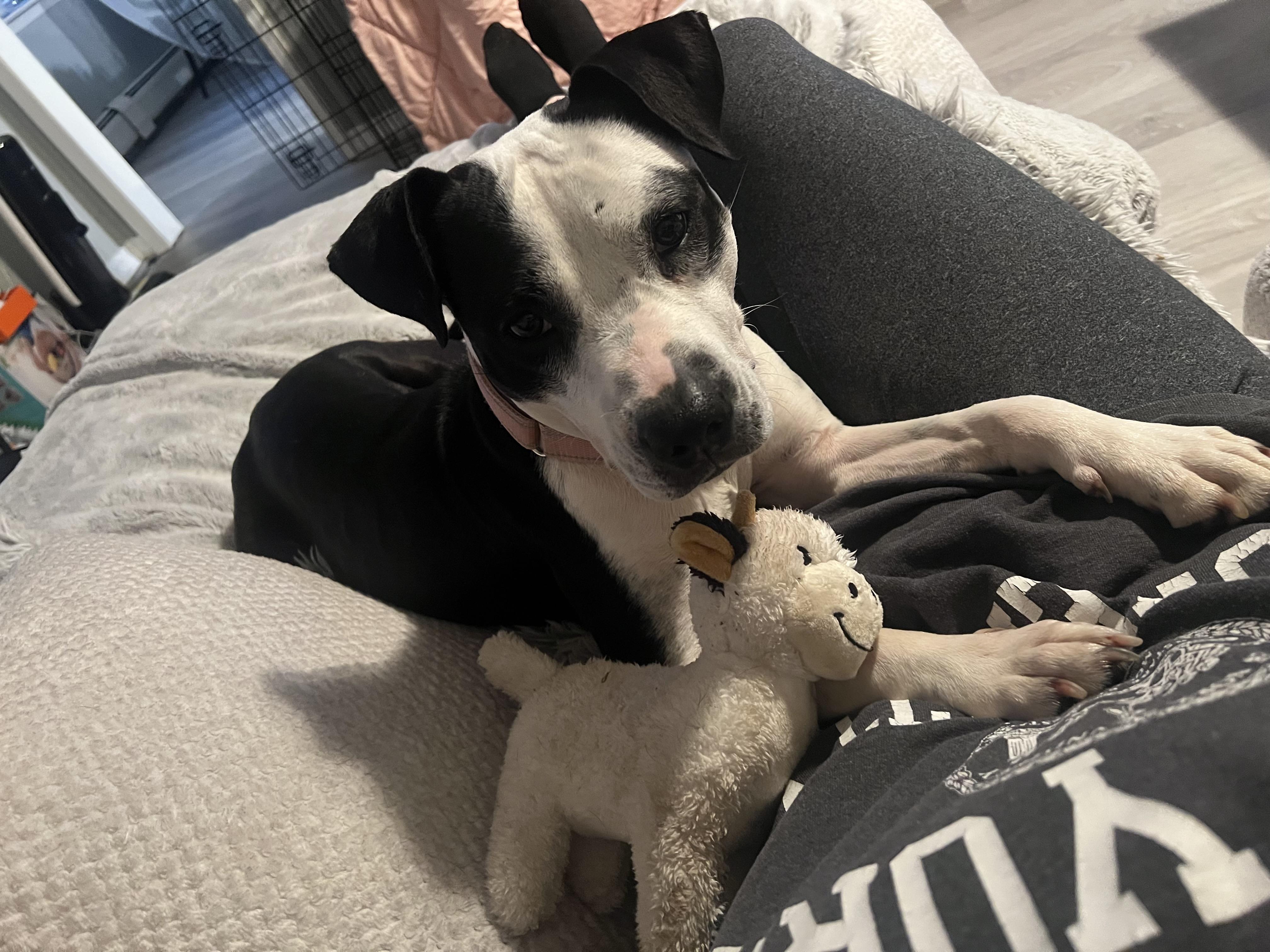 Fig, a Adoptable mixed breed in Yonkers, NY image 3/6