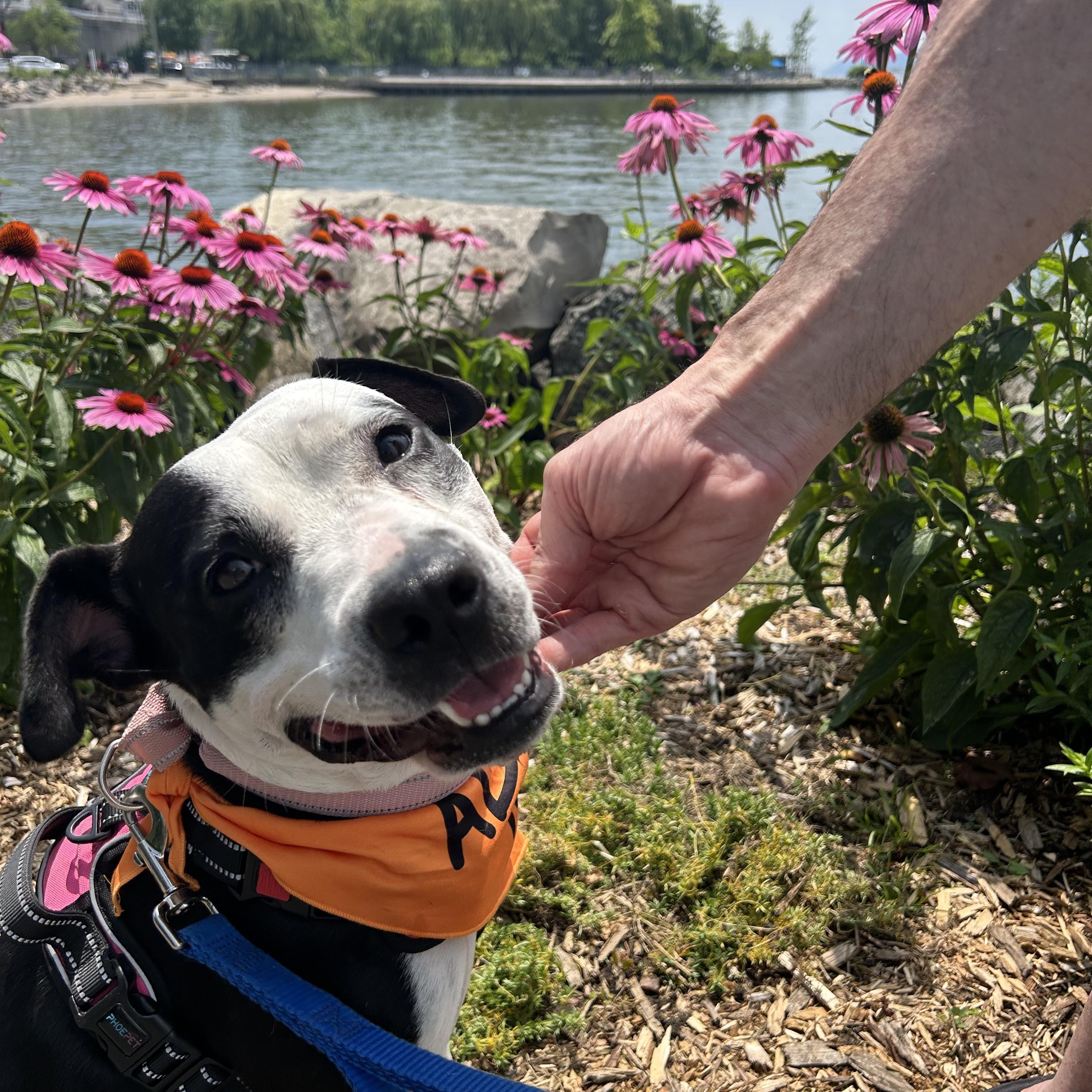 Fig, a Adoptable mixed breed in Yonkers, NY image 1/6