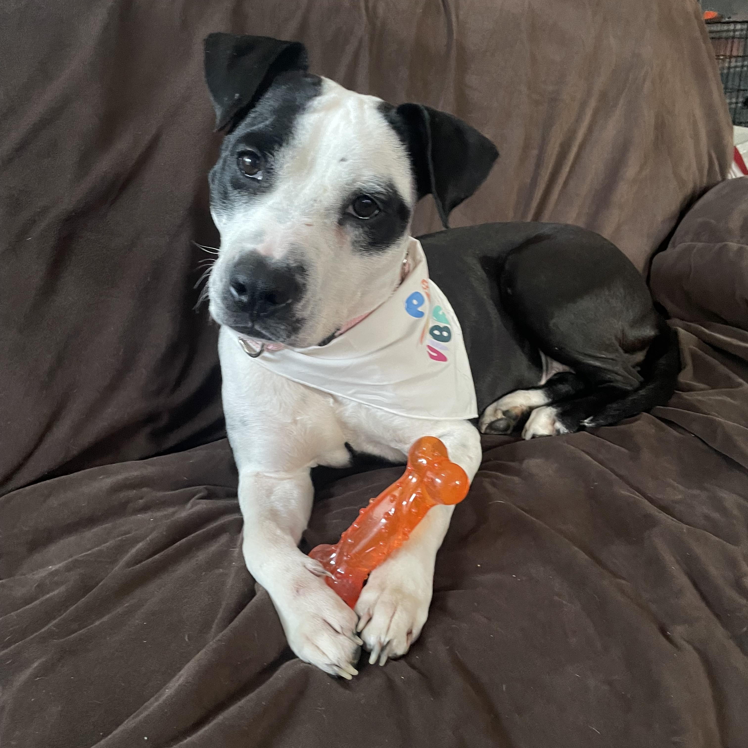 Enlarge Fig, a Adoptable mixed breed in Yonkers, NY image 6/6