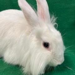 Cecily, a ADOPTABLE mixed breed in Haltom City, TX image 3/4