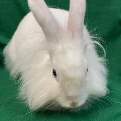 Cecily, a ADOPTABLE mixed breed in Haltom City, TX image 4/4