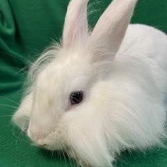 Cecily, a ADOPTABLE mixed breed in Haltom City, TX image 1/4
