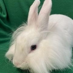 Cecily, a ADOPTABLE mixed breed in Haltom City, TX image 2/4