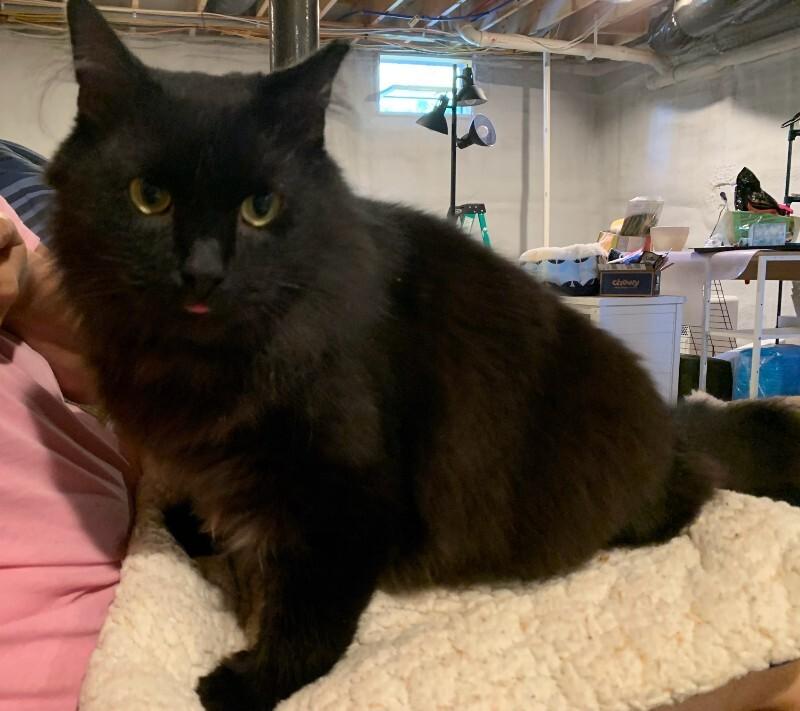 Casper, Adoptable, Adult Male Domestic Long Hair.