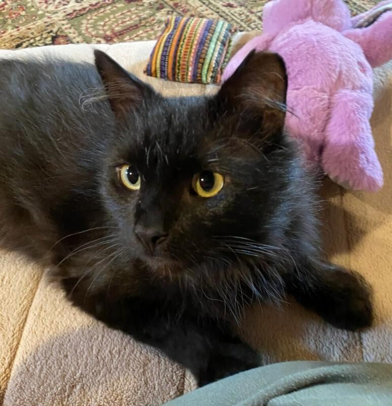 Enlarge Casper, a Adoptable Domestic Long Hair in Cortland, NY image 2/4