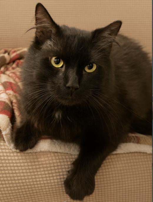 Enlarge Casper, a Adoptable Domestic Long Hair in Cortland, NY image 3/4