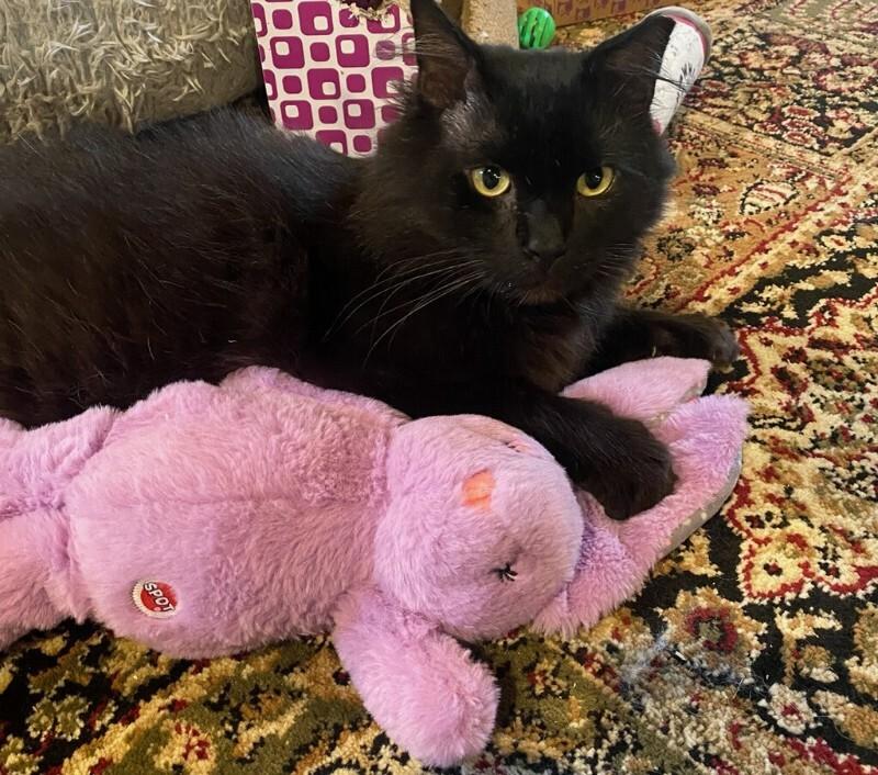 Enlarge Casper, a Adoptable Domestic Long Hair in Cortland, NY image 4/4