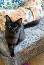 MOLLY, Adoptable, Young Female Domestic Medium Hair.