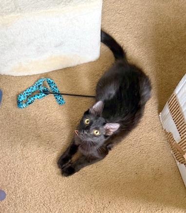 MOLLY, Adoptable, Young Female Domestic Medium Hair.