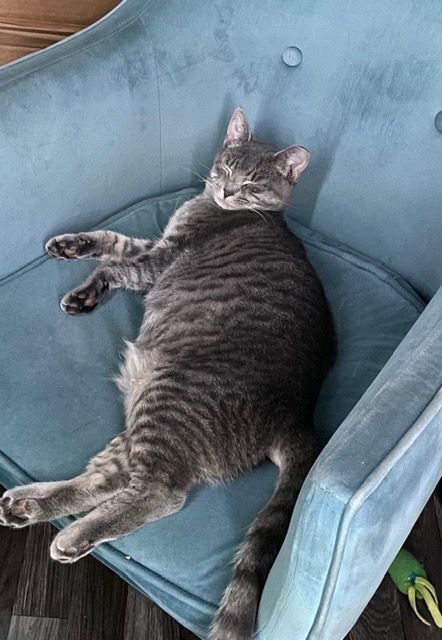 Enlarge Athena, a Adoptable Domestic Short Hair in Shippensburg, PA image 1/8