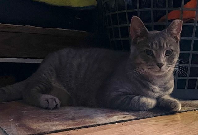 Enlarge Athena, a Adoptable Domestic Short Hair in Shippensburg, PA image 2/8