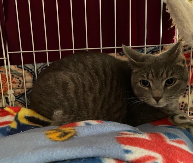 Enlarge Athena, a Adoptable Domestic Short Hair in Shippensburg, PA image 3/8