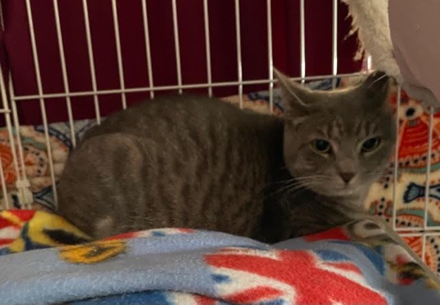 Enlarge Athena, a Adoptable Domestic Short Hair in Shippensburg, PA image 4/8