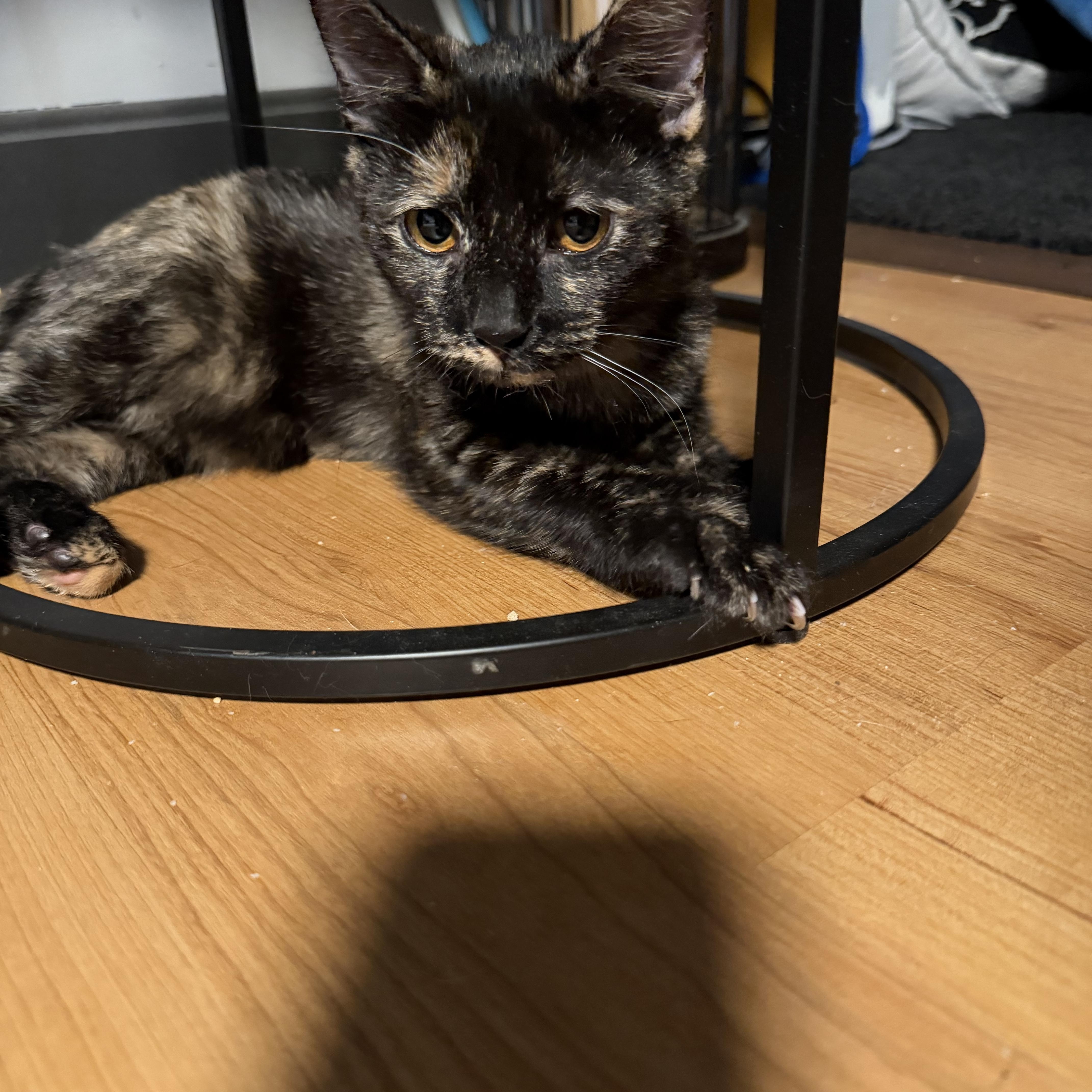 Enlarge Annabelle, a ADOPTABLE Tortoiseshell in Canton, MA image 5/5