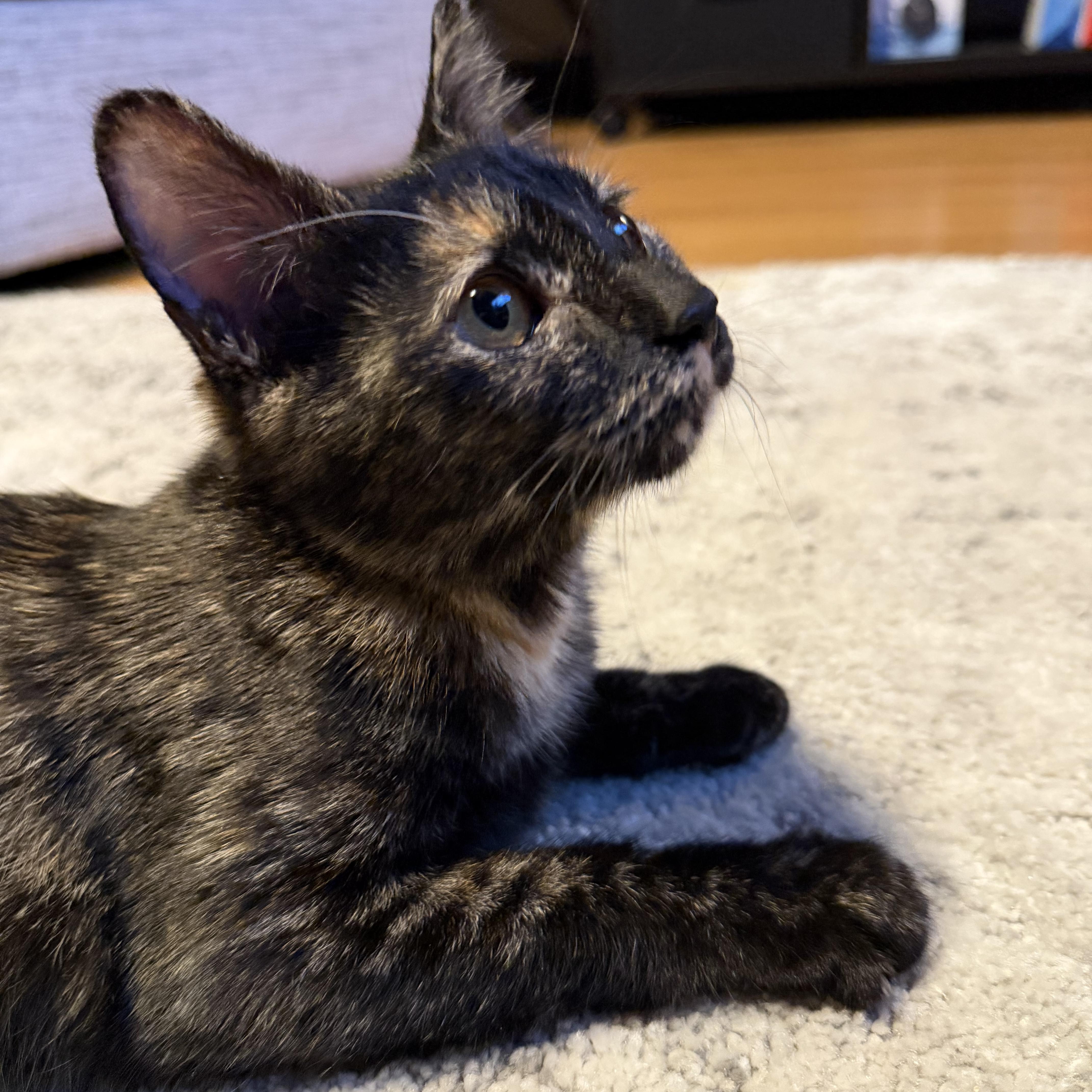 Enlarge Annabelle, a ADOPTABLE Tortoiseshell in Canton, MA image 3/5