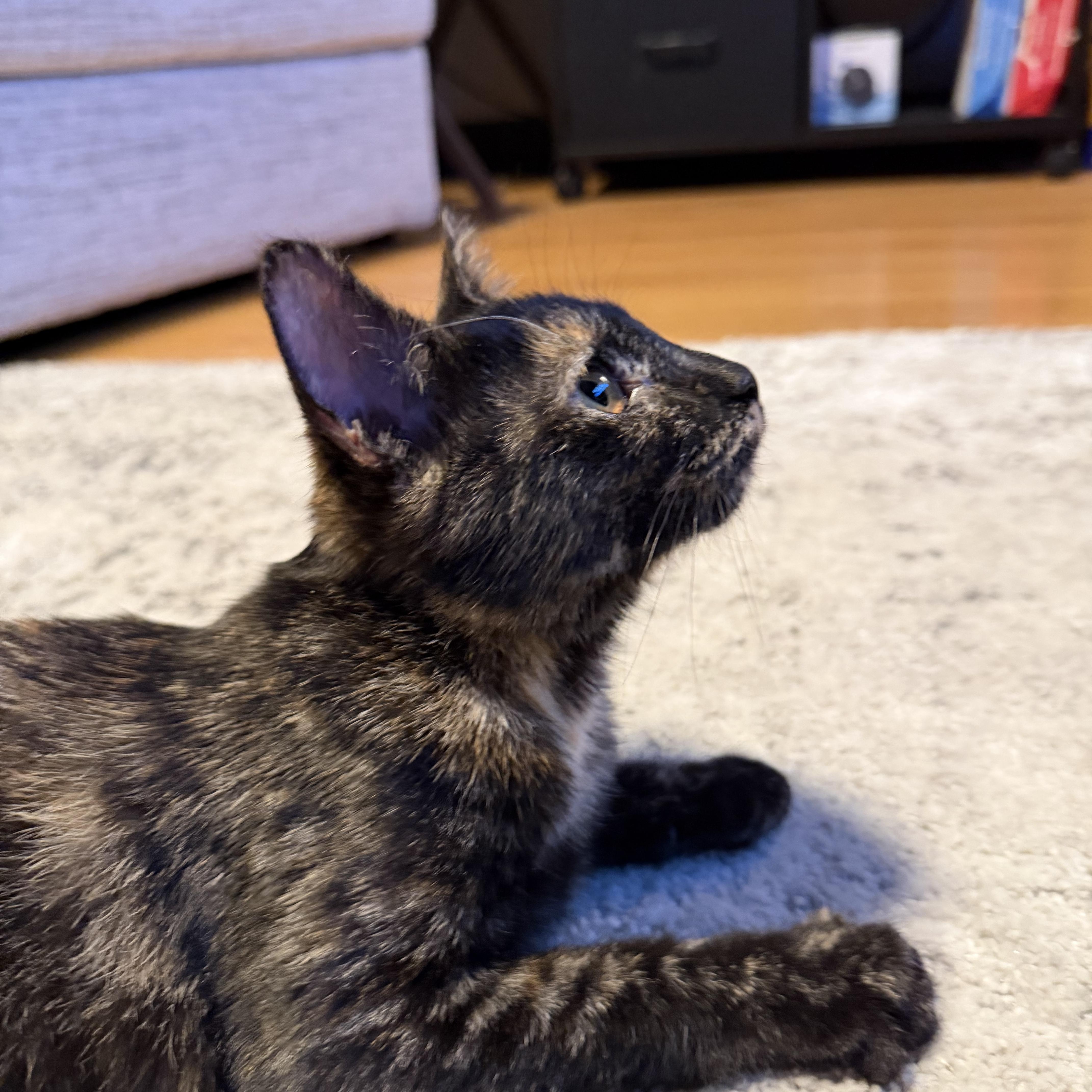 Enlarge Annabelle, a ADOPTABLE Tortoiseshell in Canton, MA image 2/5