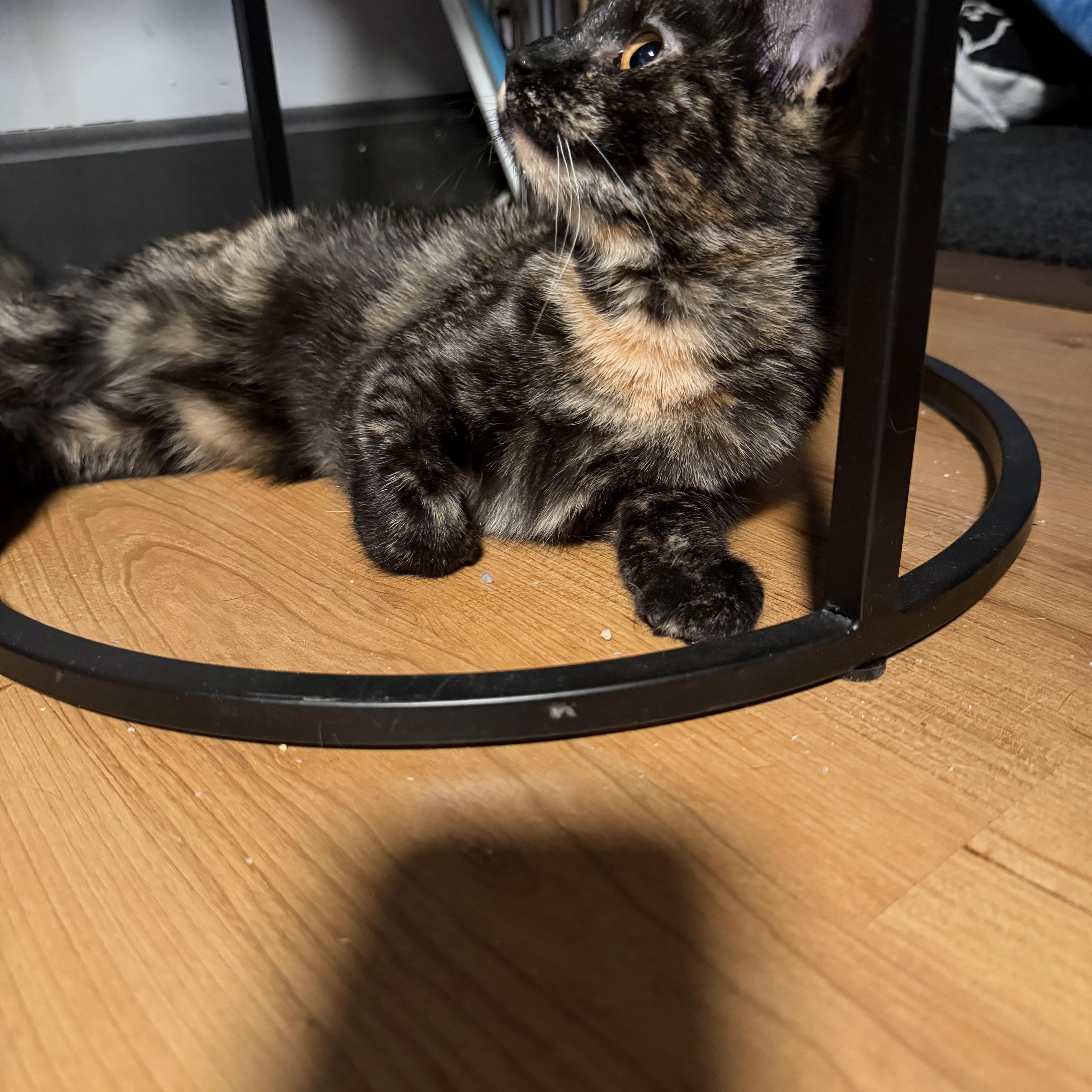 Enlarge Annabelle, a ADOPTABLE Tortoiseshell in Canton, MA image 4/5