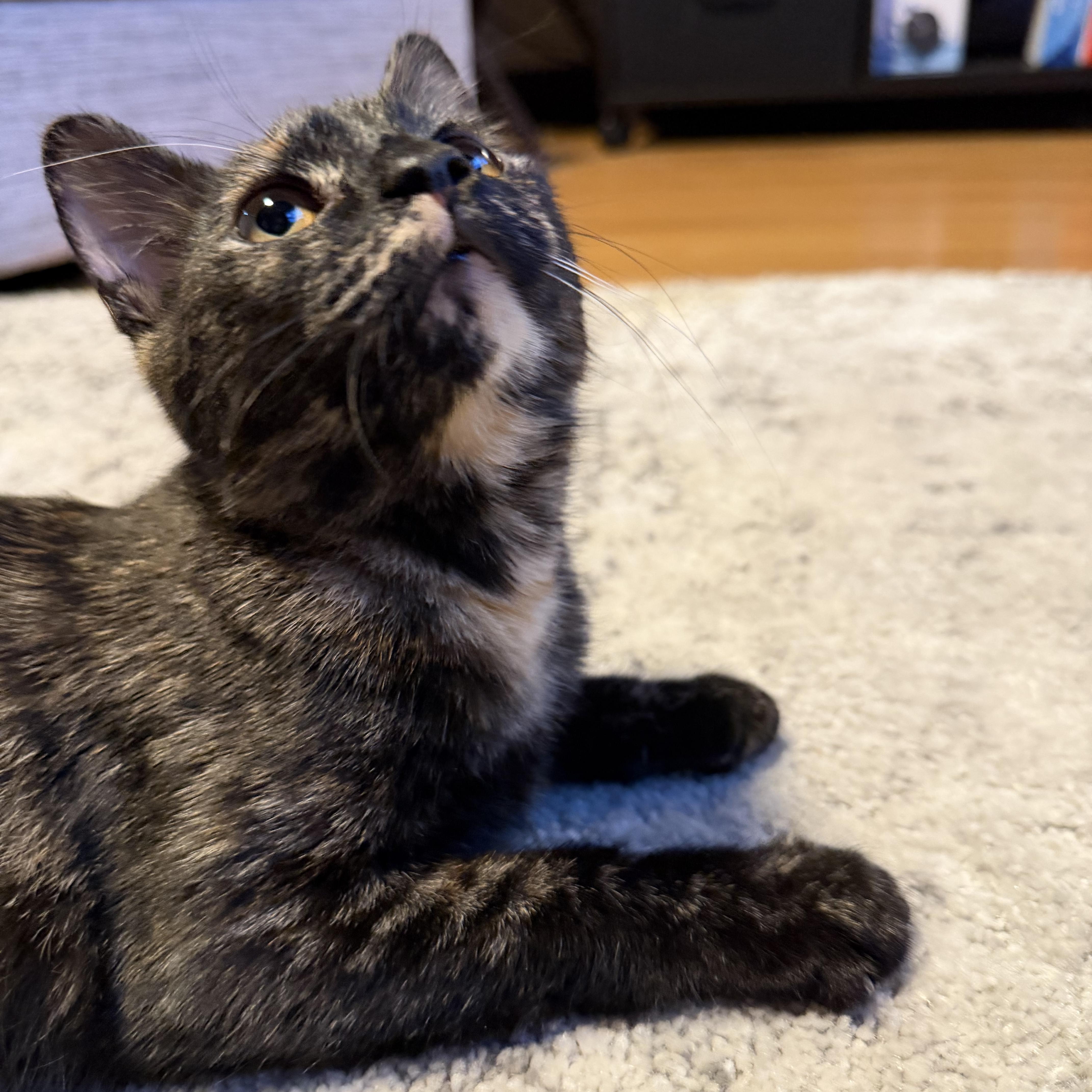 Enlarge Annabelle, a ADOPTABLE Tortoiseshell in Canton, MA image 1/5
