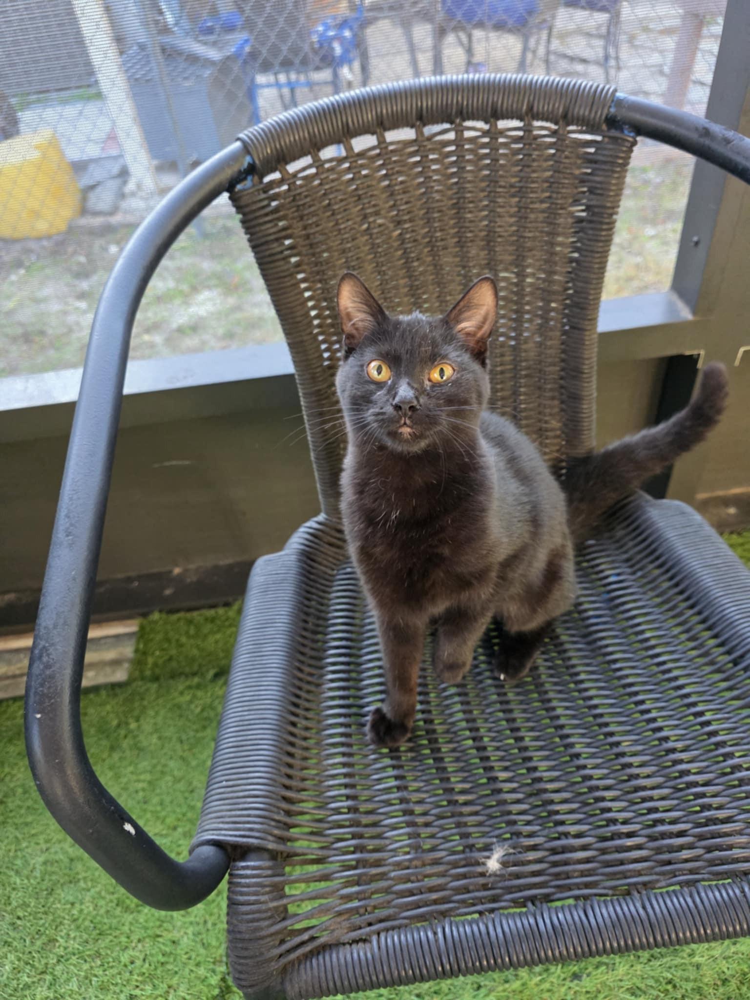 Enlarge Fizzy, an adopted Domestic Short Hair in Umatilla, FL image 3/3