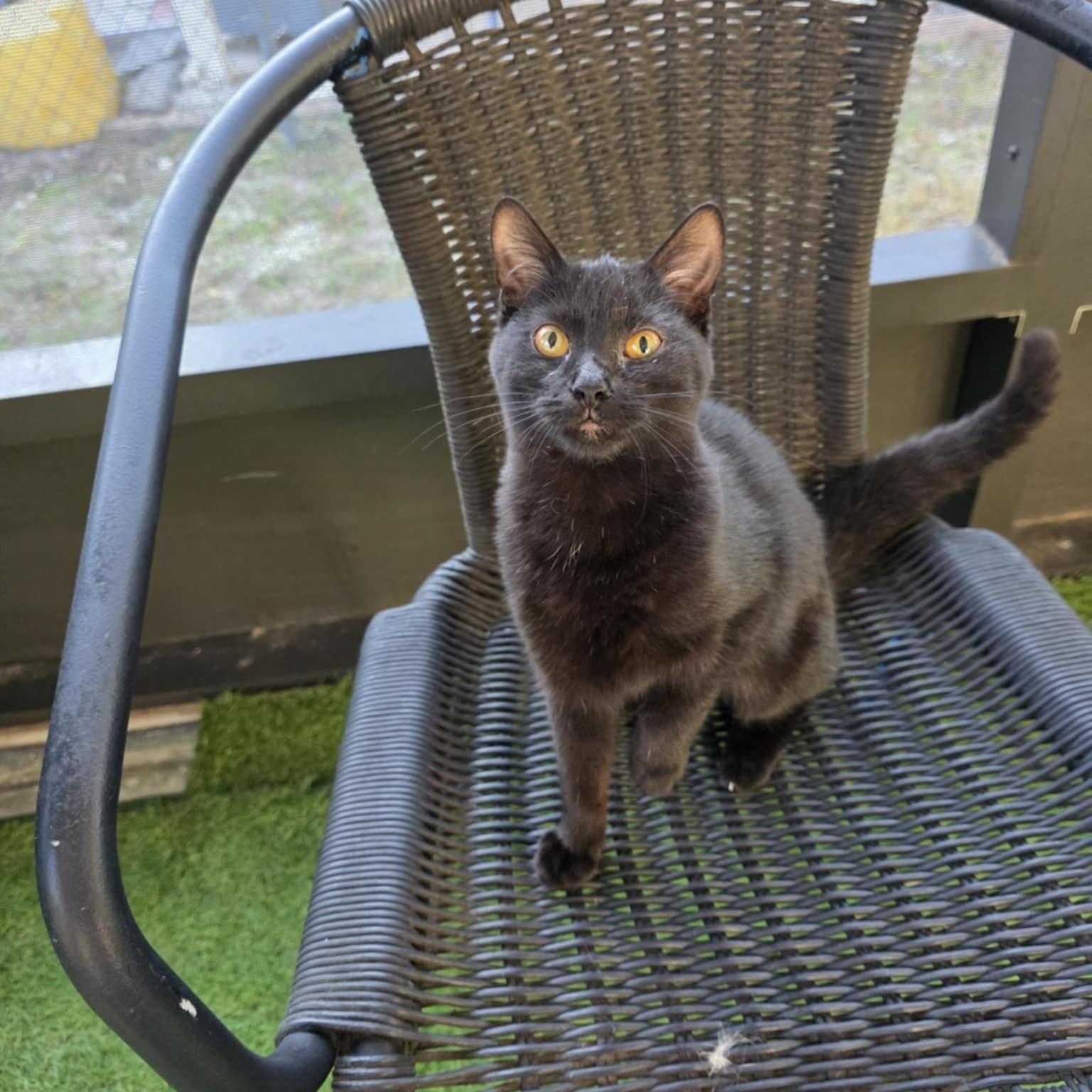 Enlarge Fizzy, an adopted Domestic Short Hair in Umatilla, FL image 1/3