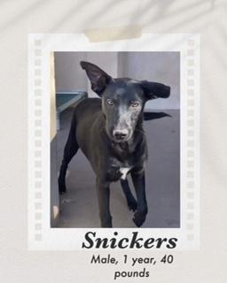 Snickers, Adoptable, Adult Male Labrador Retriever & Dutch Shepherd.