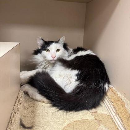 Enlarge Mouse, an adopted Domestic Long Hair in Quincy, IL image 1/1