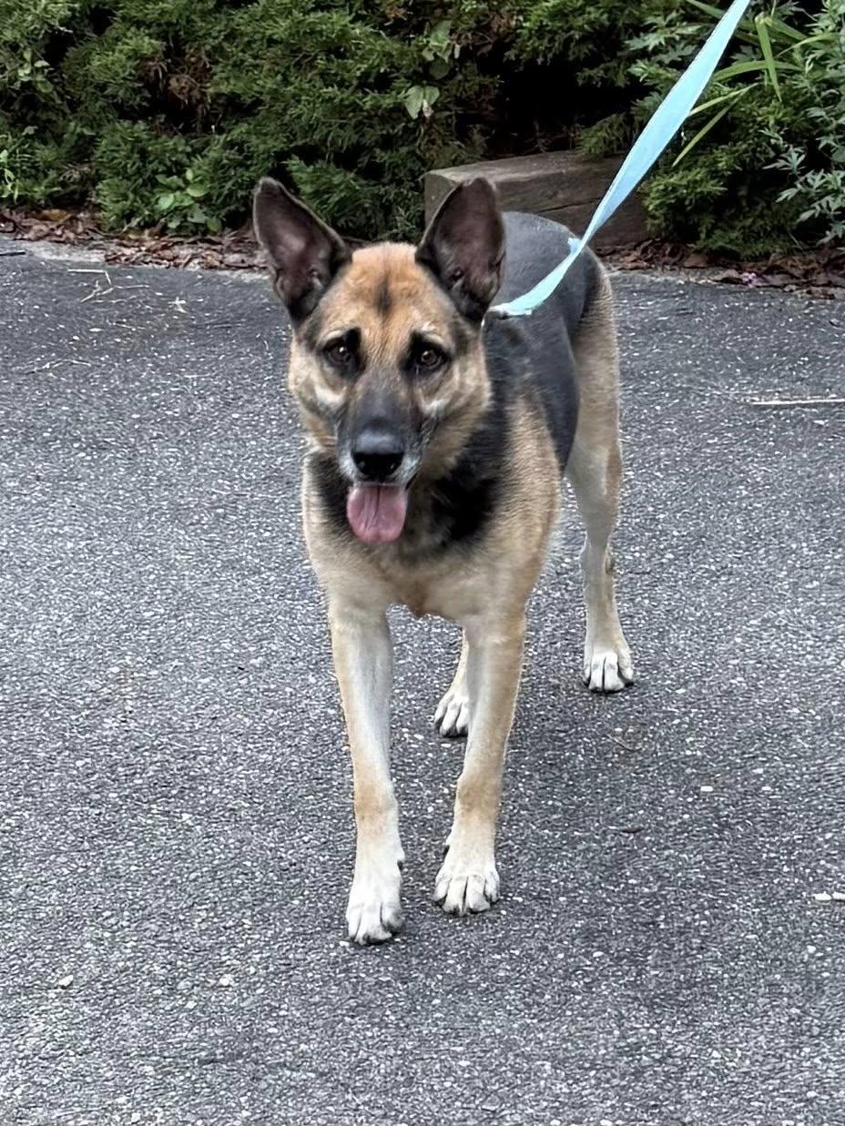 Enlarge Alina, an adopted German Shepherd Dog in Old Westbury, NY image 1/6