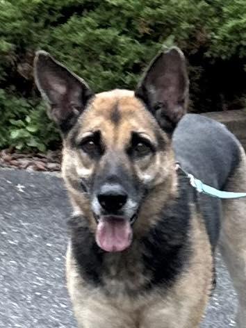 Enlarge Alina, an adopted German Shepherd Dog in Old Westbury, NY image 2/6