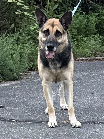 Enlarge Alina, an adopted German Shepherd Dog in Old Westbury, NY image 3/6