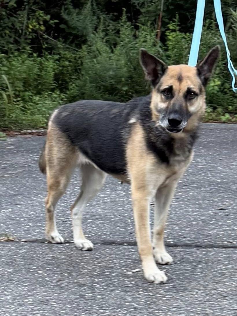 Enlarge Alina, an adopted German Shepherd Dog in Old Westbury, NY image 4/6