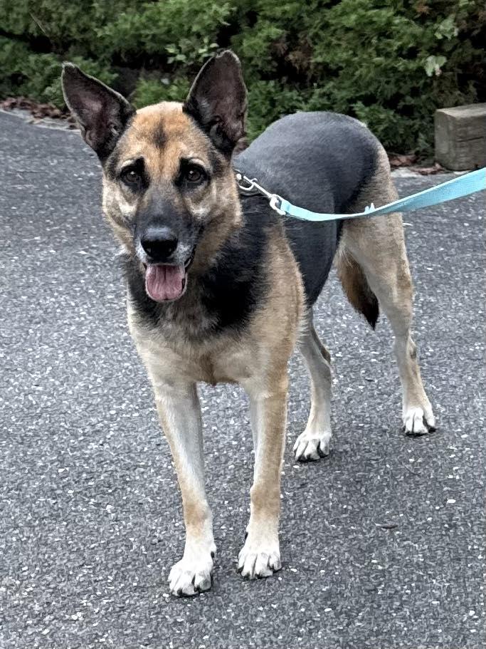 Enlarge Alina, an adopted German Shepherd Dog in Old Westbury, NY image 5/6
