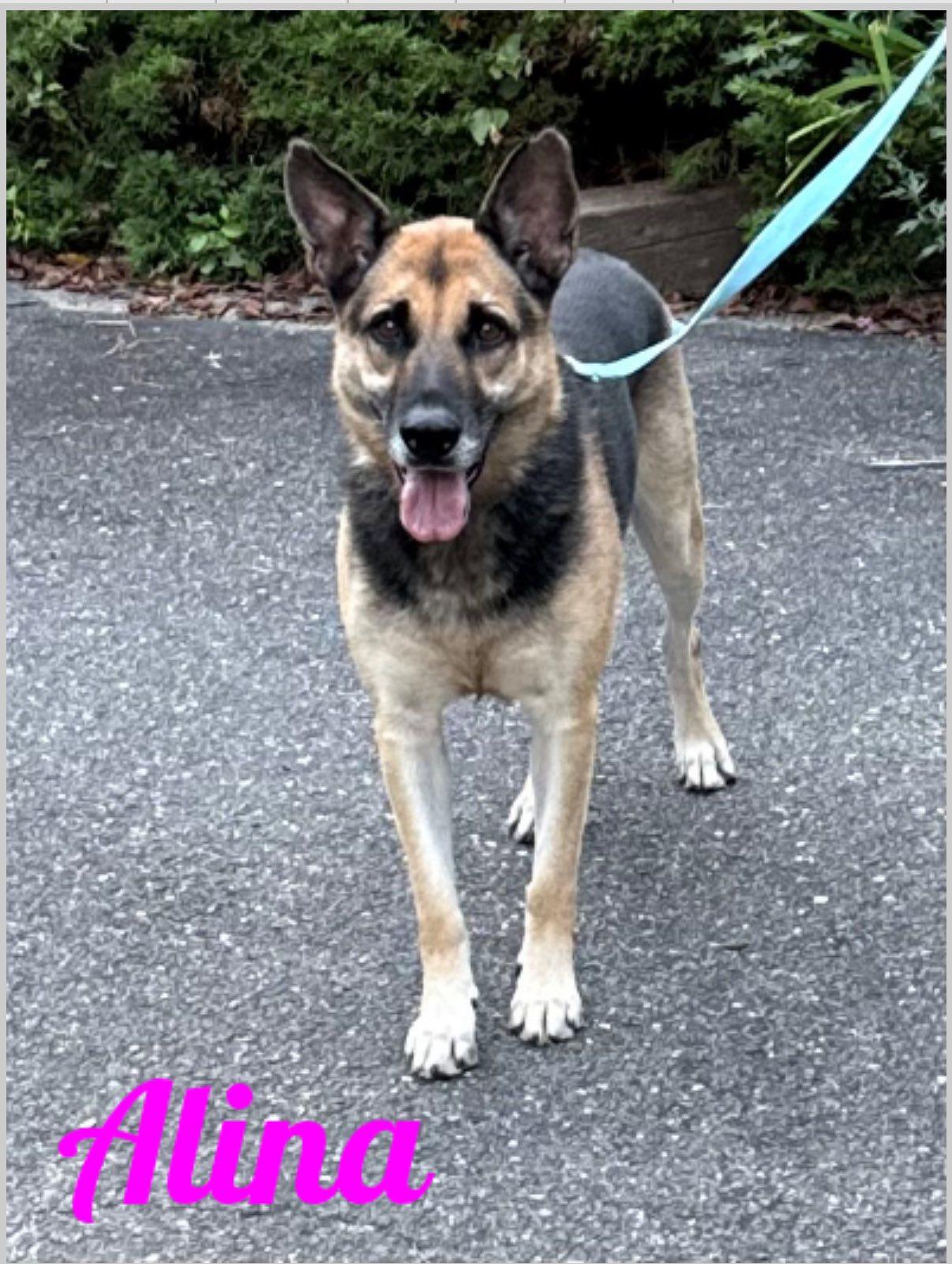 Enlarge Alina, an adopted German Shepherd Dog in Old Westbury, NY image 6/6