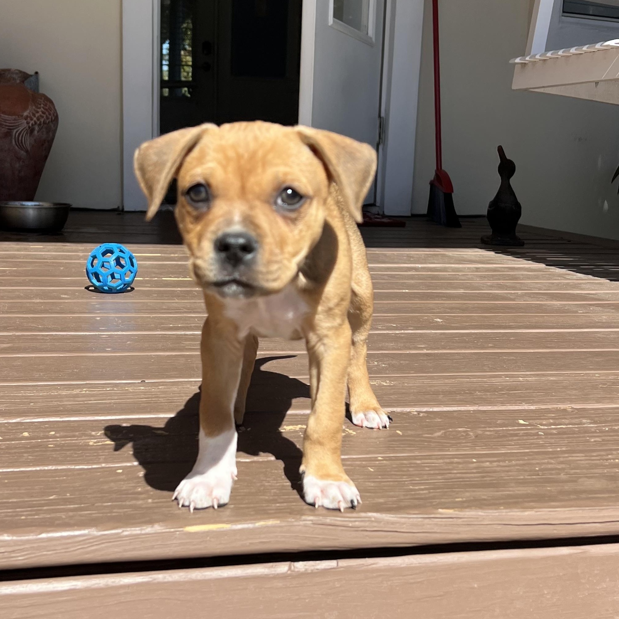 Enlarge Pixie, an adopted mixed breed in St Augustine, FL image 2/2