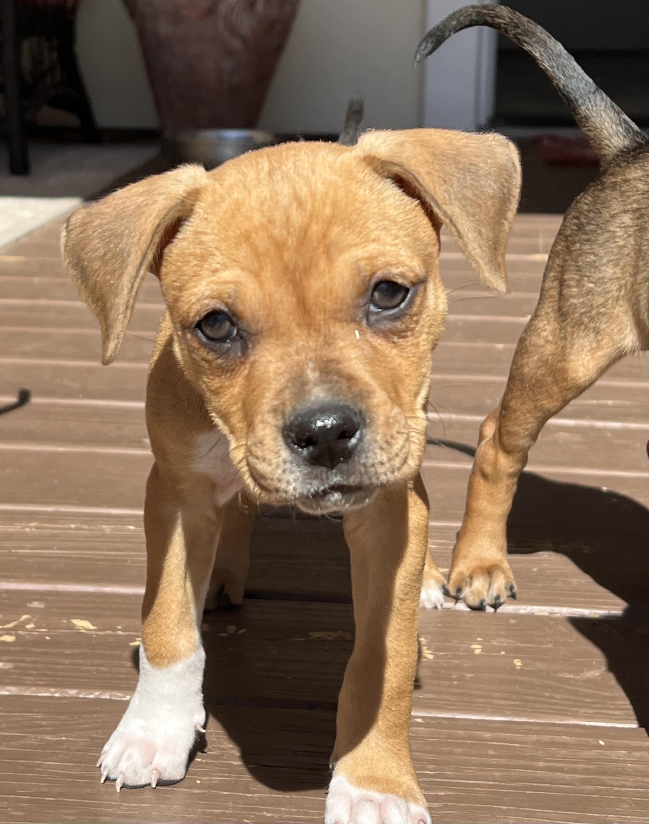 Enlarge Pixie, an adopted mixed breed in St Augustine, FL image 1/2