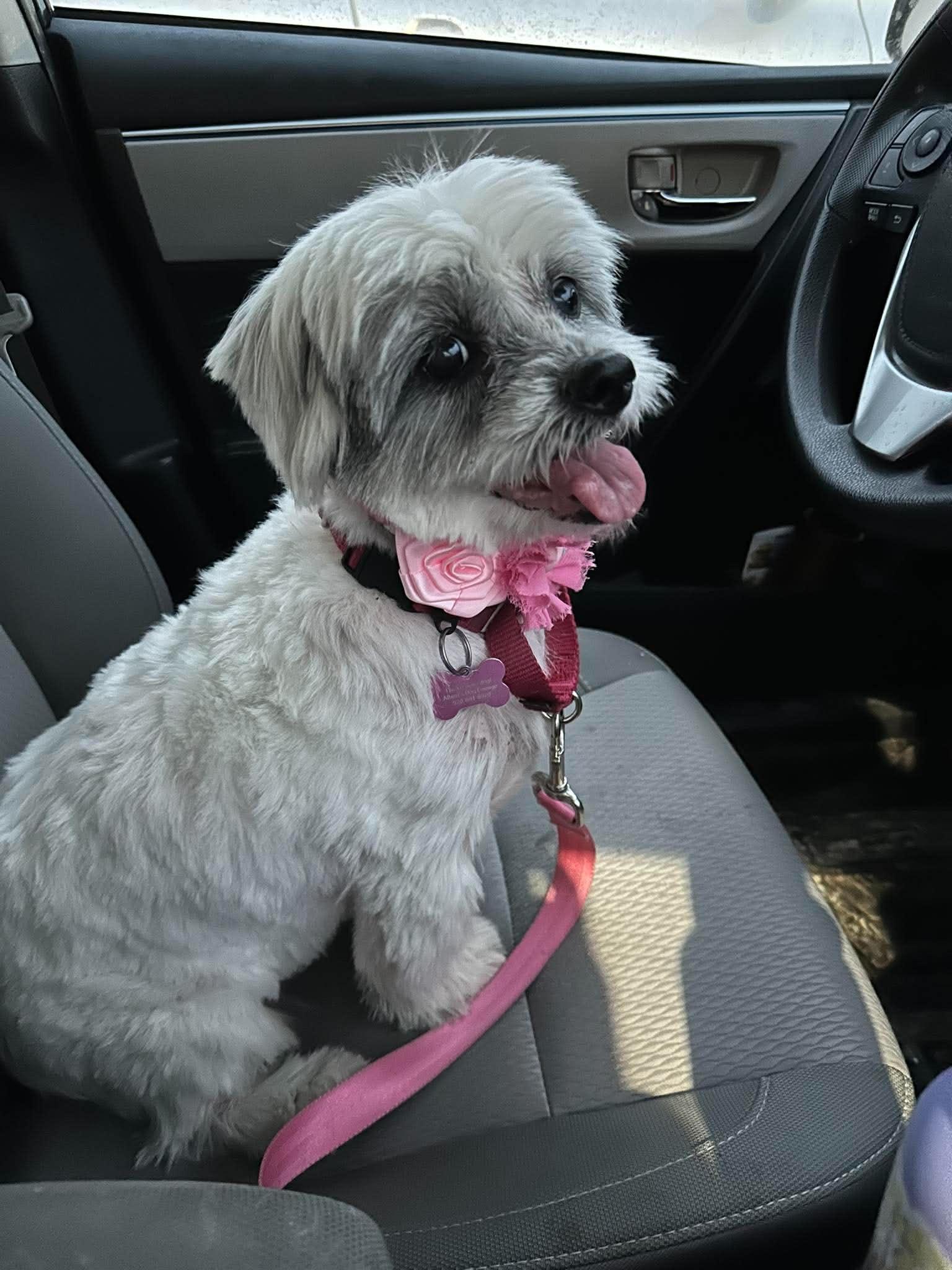 Lolly, adopted, Senior Female Lhasa Apso.