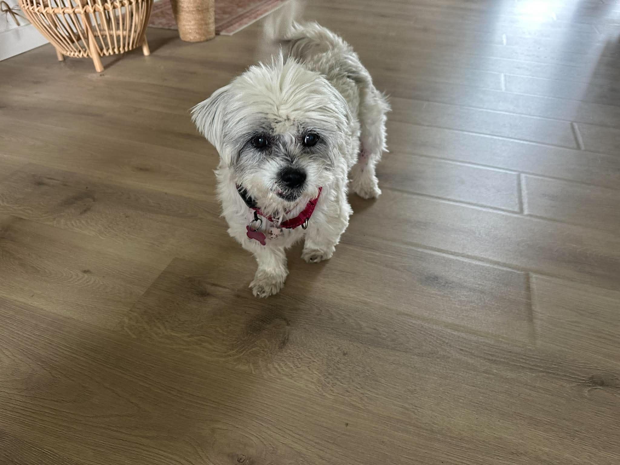 Lolly, an adopted Lhasa Apso in Whitewater, WI image 3/6