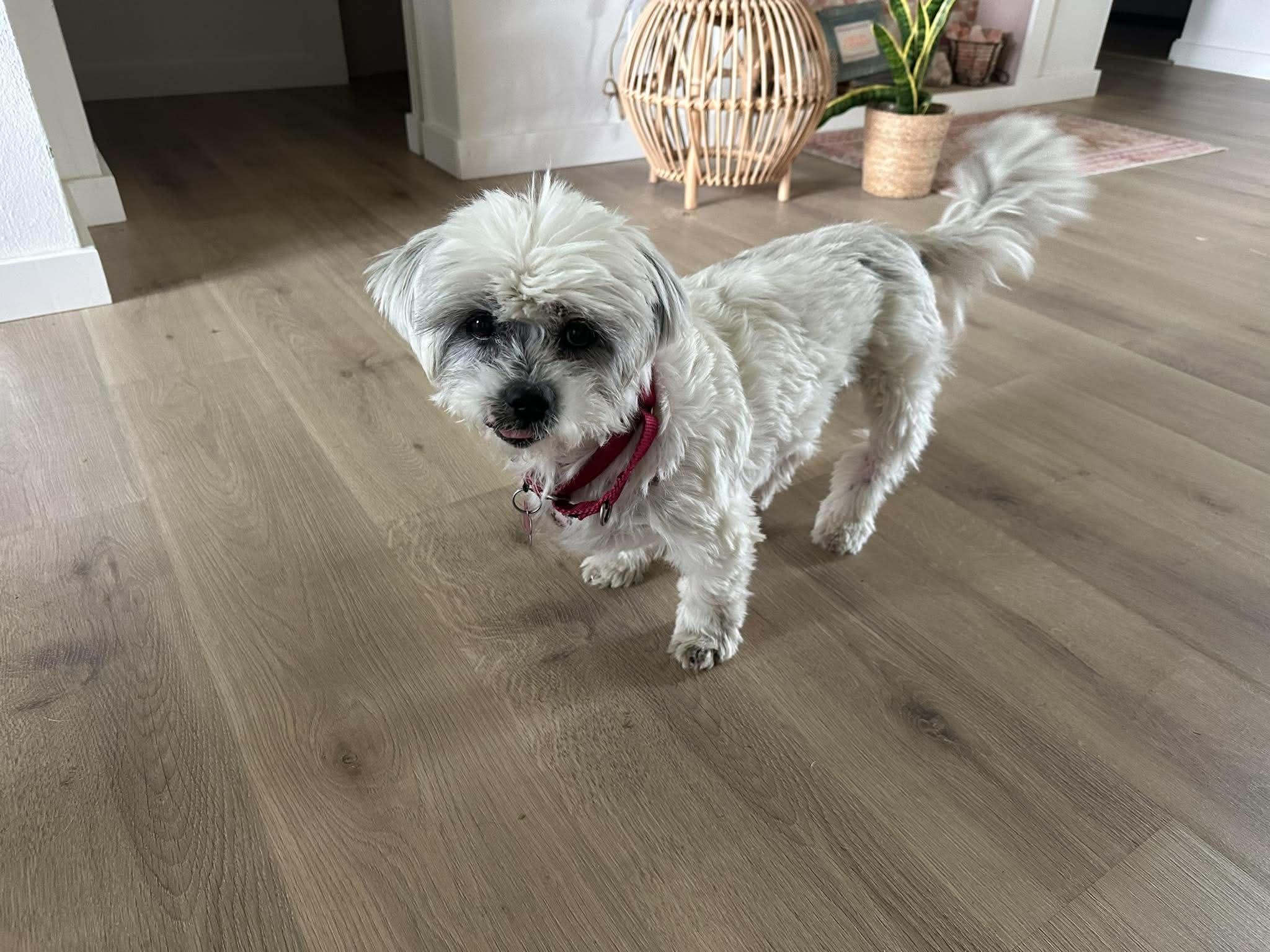 Lolly, an adopted Lhasa Apso in Whitewater, WI image 6/6