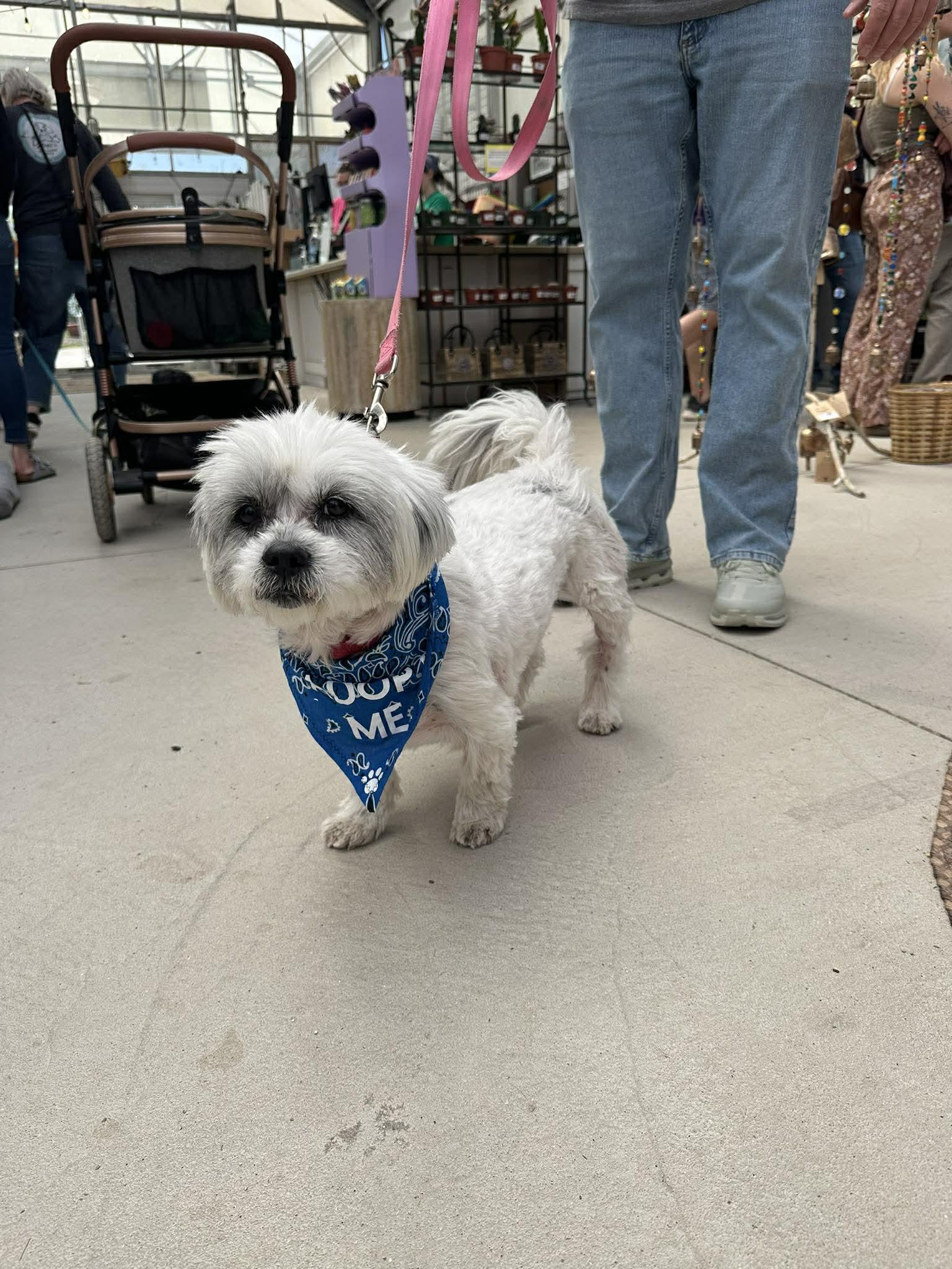 Lolly, an adopted Lhasa Apso in Whitewater, WI image 2/6