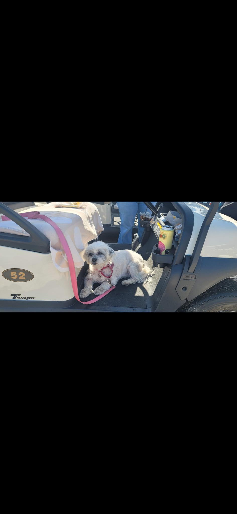 Lolly, an adopted Lhasa Apso in Whitewater, WI image 5/6