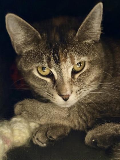 Enlarge Morrigan, a ADOPTABLE Domestic Short Hair in Downers Grove, IL image 3/3