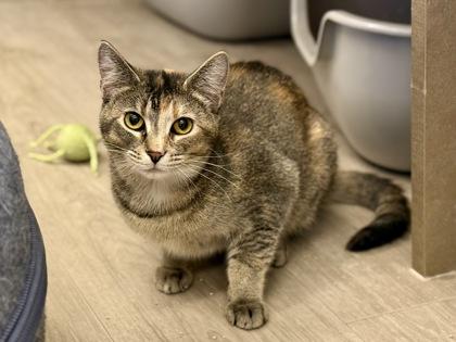 Enlarge Morrigan, a ADOPTABLE Domestic Short Hair in Downers Grove, IL image 2/3