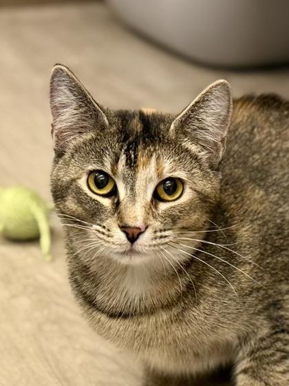 Enlarge Morrigan, a ADOPTABLE Domestic Short Hair in Downers Grove, IL image 1/3