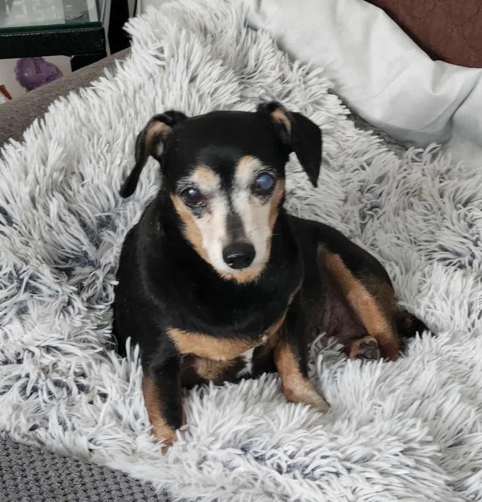 Bella, Adoptable, Senior Female Chihuahua.