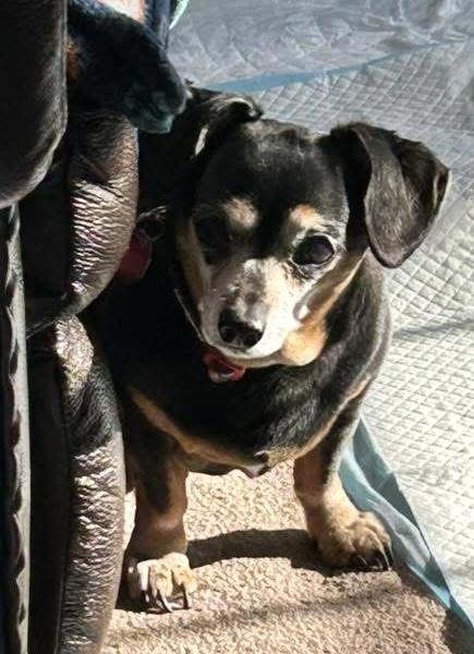 Enlarge Bella, a Adoptable Chihuahua in Syracuse, NY image 2/6