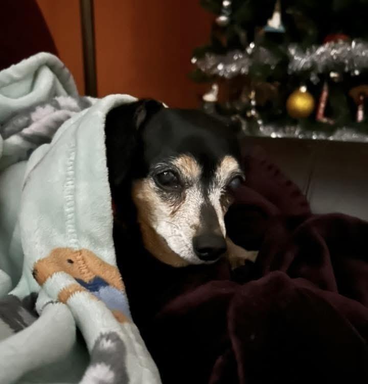 Enlarge Bella, a Adoptable Chihuahua in Syracuse, NY image 4/6