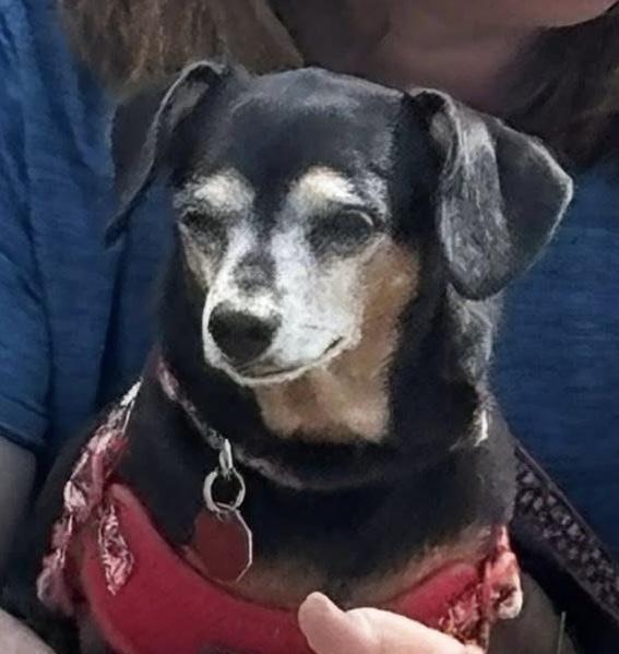 Enlarge Bella, a Adoptable Chihuahua in Syracuse, NY image 5/6