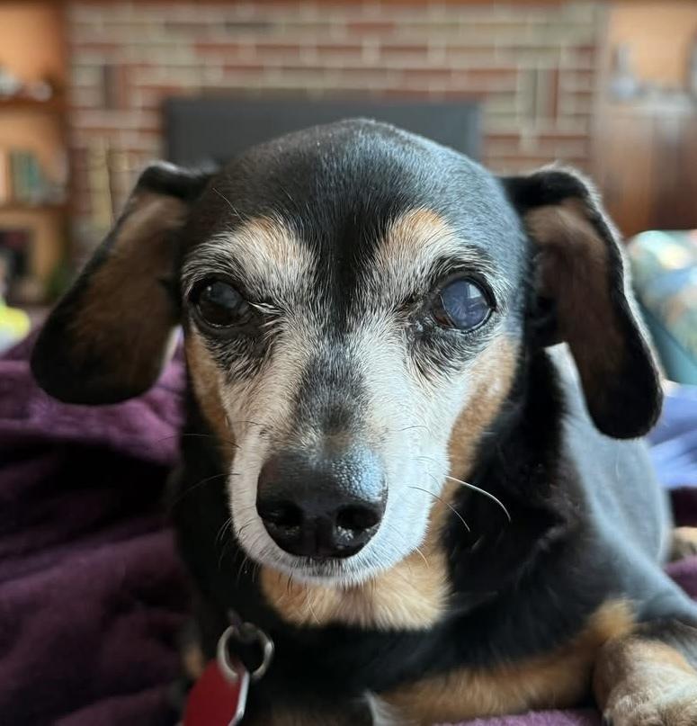 Enlarge Bella, a Adoptable Chihuahua in Syracuse, NY image 6/6